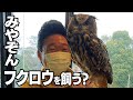 みやぞん、大好きなフクロウを飼います??🦉
