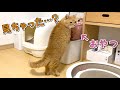 愛猫がお腹を空かせておやつを漁るようになってしまいました！