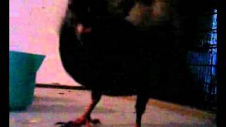 cimbili kuş 'anne' diyor. 25082011