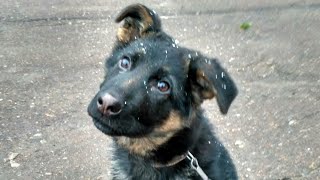 Щенок овчарки вырос. Рексу 2 года #ЩенокОвчарки #собака #прикольныевидео #funnyDogs #приколы #puppis Щенок овчарки вырос. Рексу 2 года #ЩенокОвчарки #собака #прикольныевидео #funnyDogs #приколы #puppis