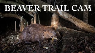 Beaver Cuts Down Tree and Bobcats Hunting