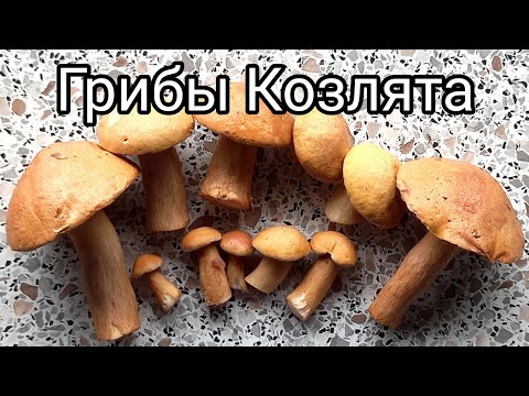 Грибы Козлята. Как выглядят козлята, как готовить грибы козлята. Козлёнок, козелец