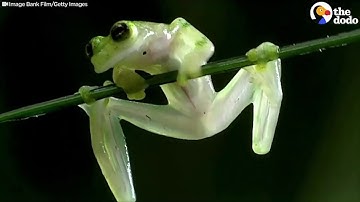 Cùng bé tìm hiểu Vòng đời của Ếch