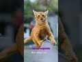esse gatinho caiu e tirou uma fotos muitos engraçados kkk#curiosidades