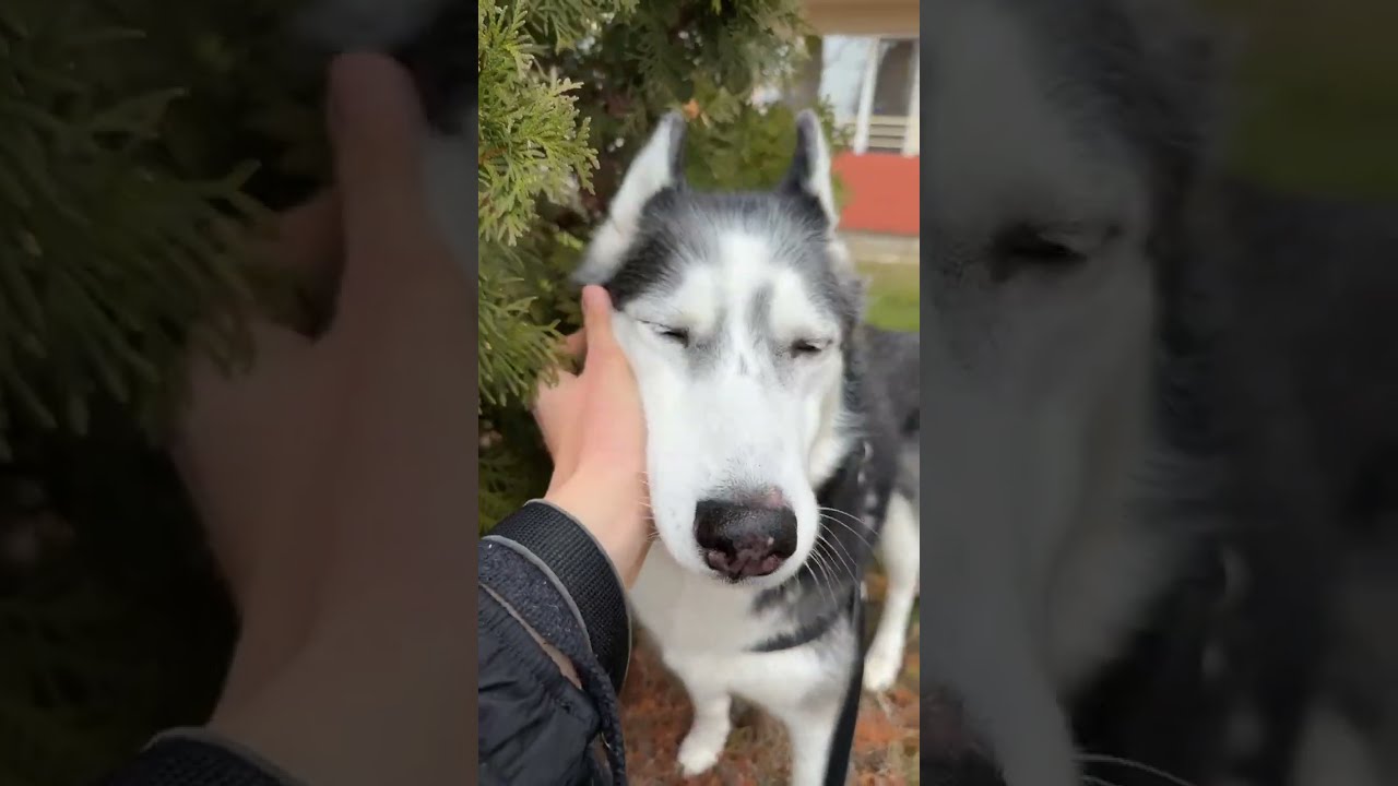 Sunny Morning Walk in Bulgaria 🇧🇬 | Life with Dogs & 3 Kids