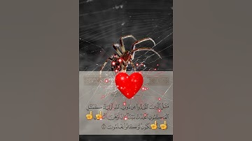 سورة العنكبوت 🥺🕷🕷🤲❤