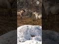 Himalayan Billy Goats Dangerous fighting