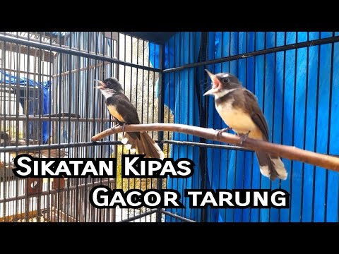 Suara Pikat Burung Kipasan/Sikatan Paling Ampuh Kombinasi Burcil Ribut || Pikat Anti Zonk