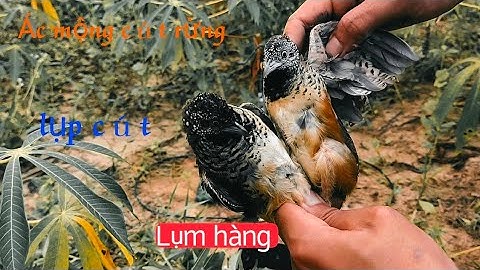 Bẫy chim cút mùa cuối. Lụp cút siêu nhạy.|| Sài Tiến Vlog.