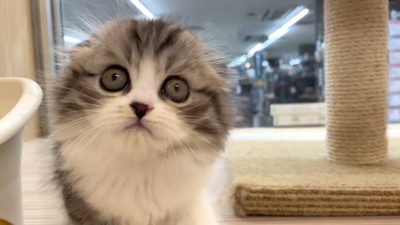 スコティッシュフォールド 】圧倒的人気猫種！シルバータビー&ホワイト