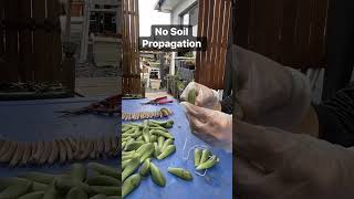 Succulent leaf propagation #succulents #gardendesign #succulent #cactus #plant