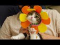 tricking and treating our cats