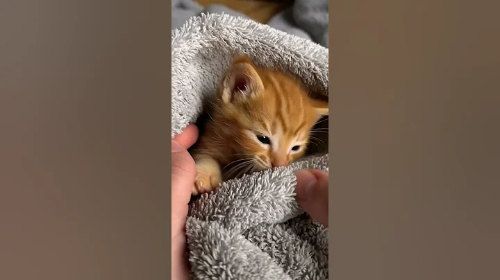 Video 11456911: cat cutecat kittens dance, kitten cutecat baby cat, cat kitten cutecat funny, sleeping cat cutecat, cat cute kitten dance, cat kitten games