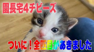 4匹のベビ猫達のお目々が開きました可愛すぎ要注意【4 kittens】