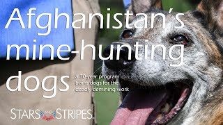Dogs get basic training to clear Afghanistan’s many minefields