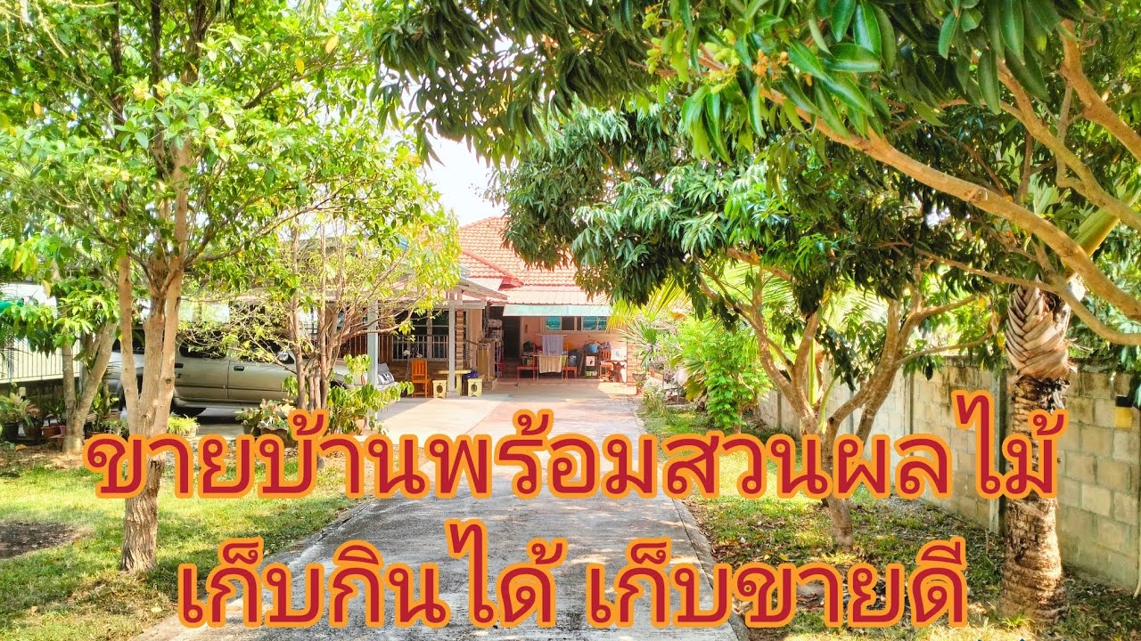 #ขายบ้านพร้อมสวนผลไม้ เก็บกินได้ เก็บขายสบายเลย มีผลไม้หลากหลายชนิด บนเนื้อที่ 1 ไร่ 1 งาน 98 ตร.วา