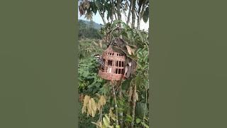 tiếng đa đa mồi bắt bổi