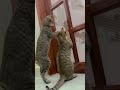 😘#cat #funny #cute #viralvideo