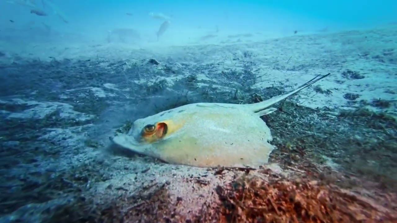 FUERTEVENTURA 2026 -Avenue of Angelsharks 