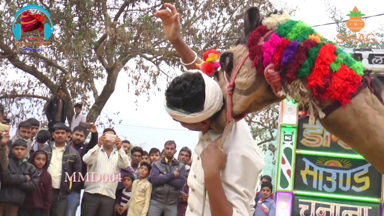 New Rajasthani Camel and Girl Dance 2017  New Dj Song 2017