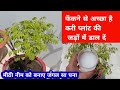 फेंकने से अच्छा है करी प्लांट की जड़ों में डाल दे।मीठी नीम बनाए जंगल सा घना curry plant summer care