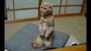 Kitteh Stands Up!! @DueysPlace