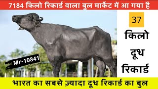 भारत का सबसे ज्यादा दूध रिकॉर्ड वाला बुल MR 10841 #murraha #murrahbull #topbull #viralvideos 