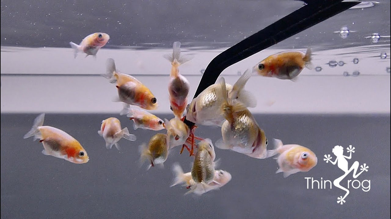 Baby Goldfish (One Month update) YouTube