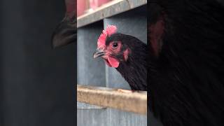 RAISING CHICKENS in WINTER with Kingbird Farms #chickens #farm