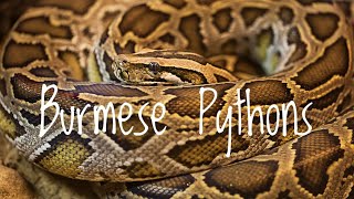Species Spotlight- Burmese Pythons
