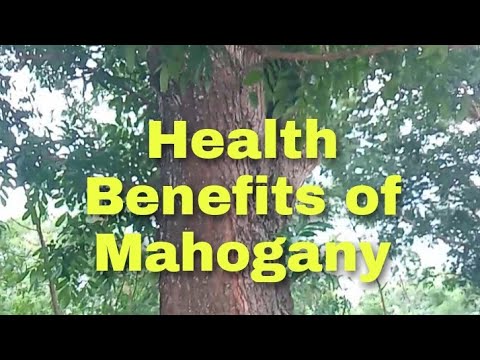 Health Benefits of Mahogany (Scientific name : Swietenia Macrophylia)