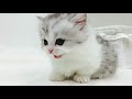 Cute cat  kitty  whatsapp status  abl creation cat lovers