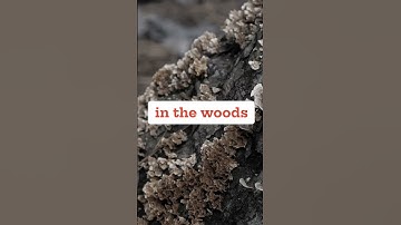 Mushrooms can help solve crime 🕵️ #fungi #facts #noir #mycology #mushrooming