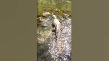 Thumbnail of SMILE CROCODILE 🐊