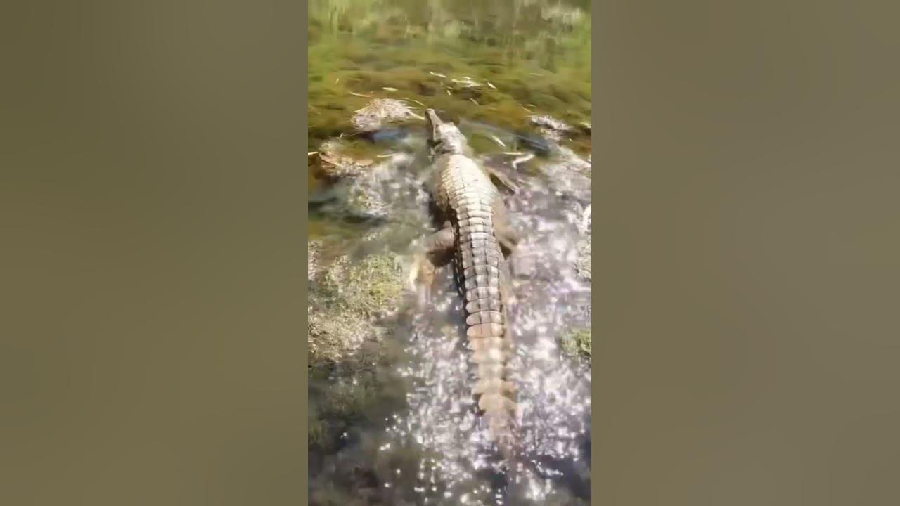 SMILE CROCODILE 🐊