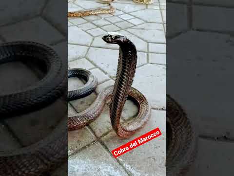 Il Grande Cobra Del Marocco In Piazza Jamaa El Fna Marrakech 