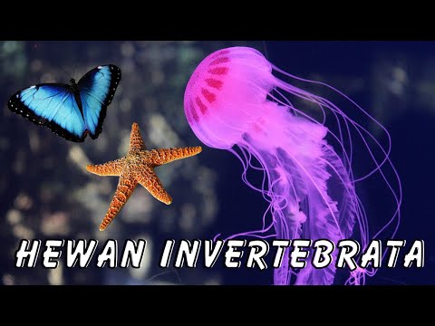 Video: Apakah invertebrata memiliki jantung?