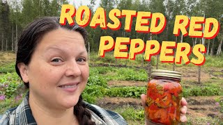 How to make ROASTED RED PEPPERS  MARINATED and CANNED  HOMESTEADING ALASKA