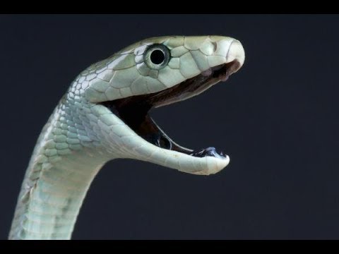 As 5 Cobras Mais Venenosas do Mundo