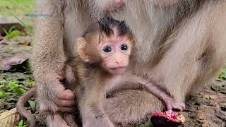 Super cute  newborn baby Rainbow, adorable family Rose🐒💗🥰