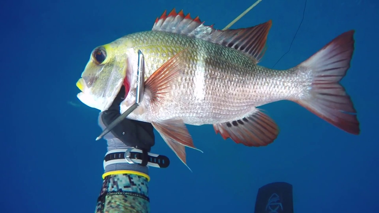 Spearfishing Hawaii Kauai 3 YouTube