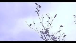 Mica Caldito - Instrumental