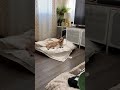 Dog Suddenly Wakes Up to Crunch of Owner Eating Toast - 1178612