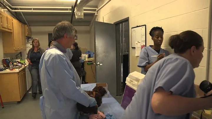 Police: More than 100 puppies seized from puppy farm near Conway