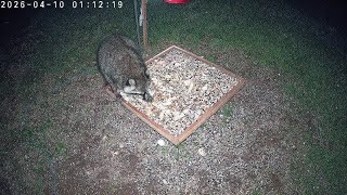 Cam 1: ♥️ REPLAY 🌷Critter CamTV ☔️ | 24/7 Wild Animals &amp; Birds | Spring Kentucky USA
