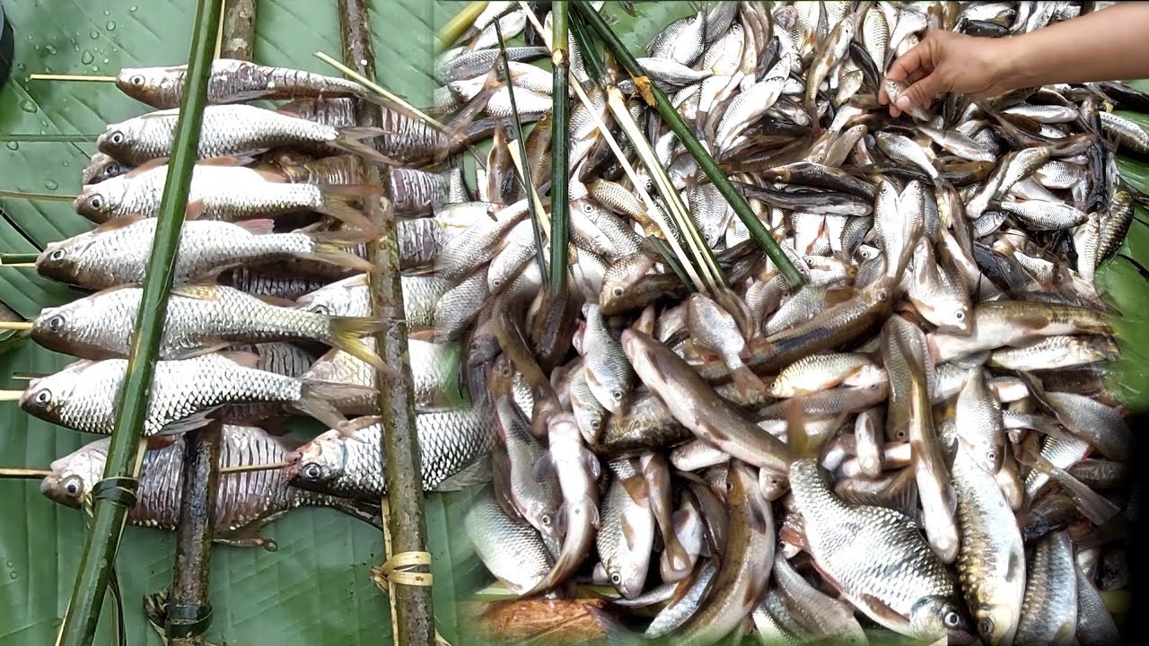 Mus noj ntses toj siab qab tiag tiag 3 มีนาคม ค.ศ. 2026