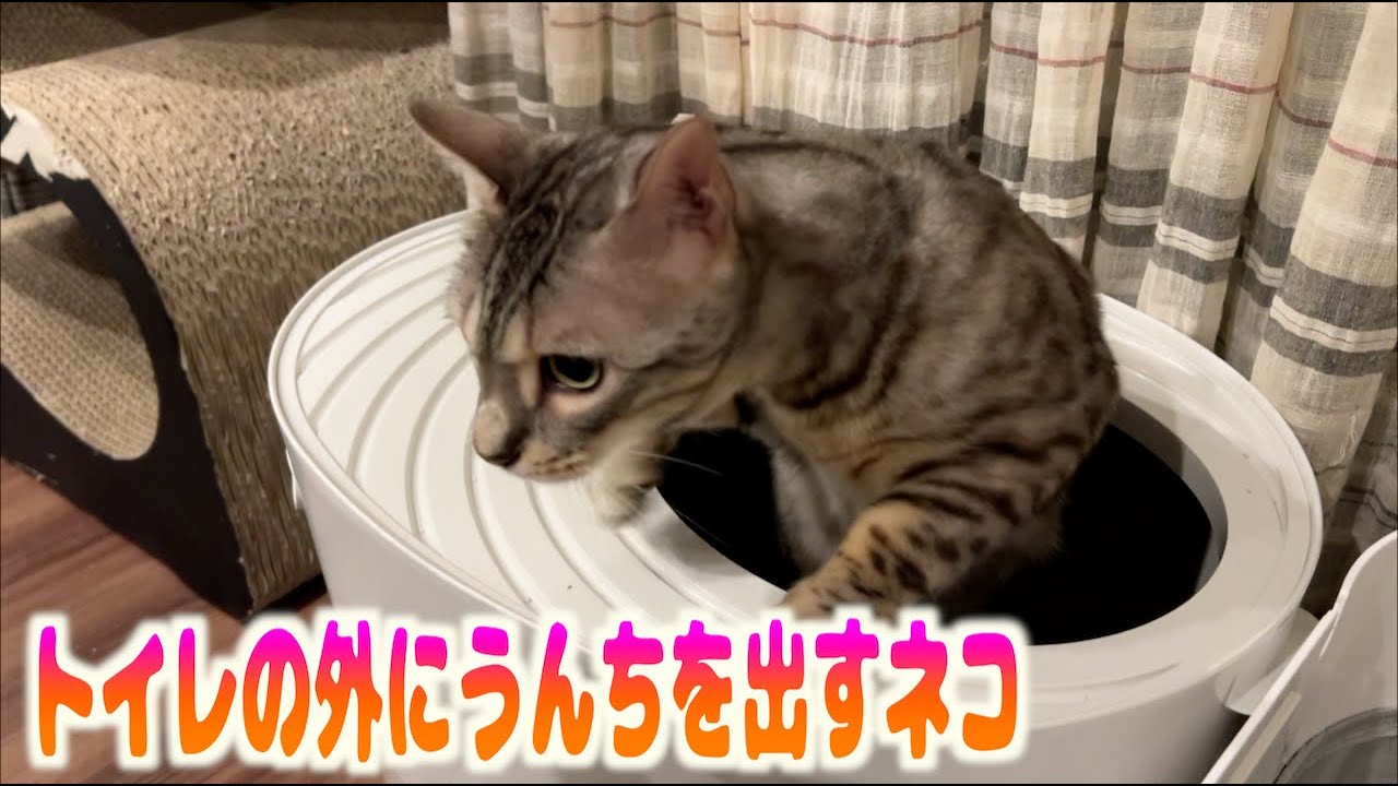 トイレの外にうんちを出してしまうネコの為に徹底的に対策したら。。。