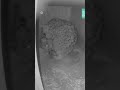 Nace en Extremadura la primera camada de lince del año