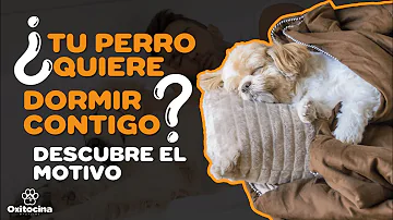 ¿Por qué a los perros les gusta dormir con nosotros?