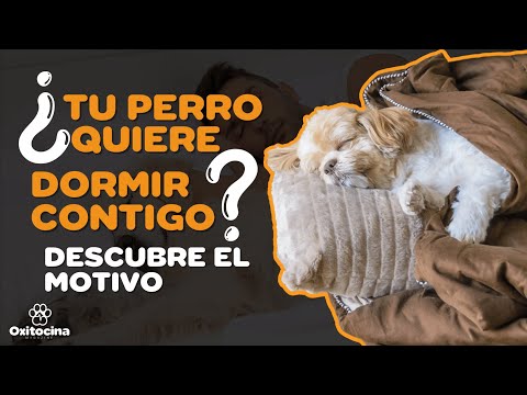 Video: Qué hacer si un perro anciano no come